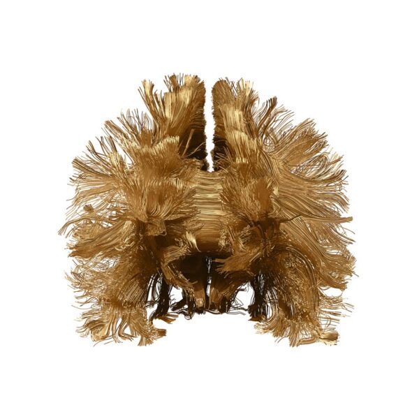 Frontal fibers in gold on white