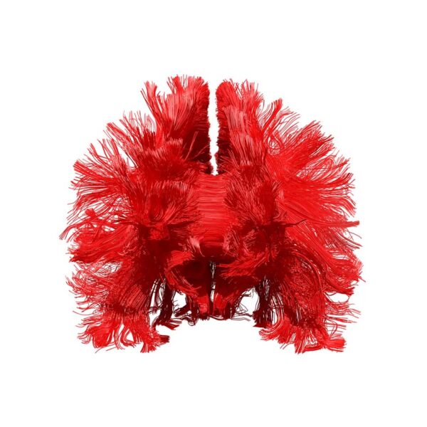 Frontal fibers in red on white