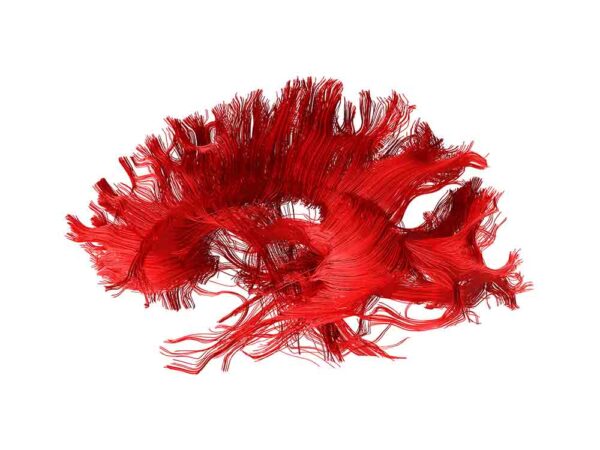 Lateral fibers in red on white