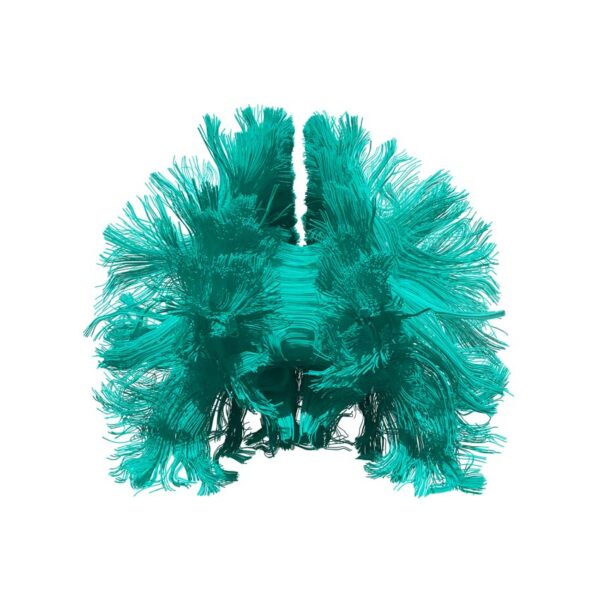 Frontal fibers in turquoise on white