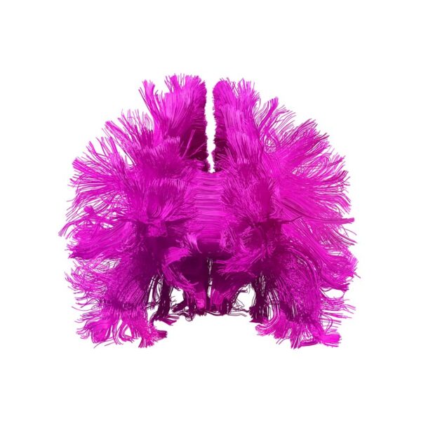 Frontal fibers in pink on white